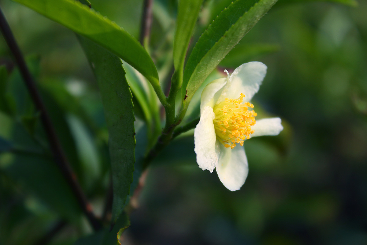 02-Tea-tree-flower.jpg
