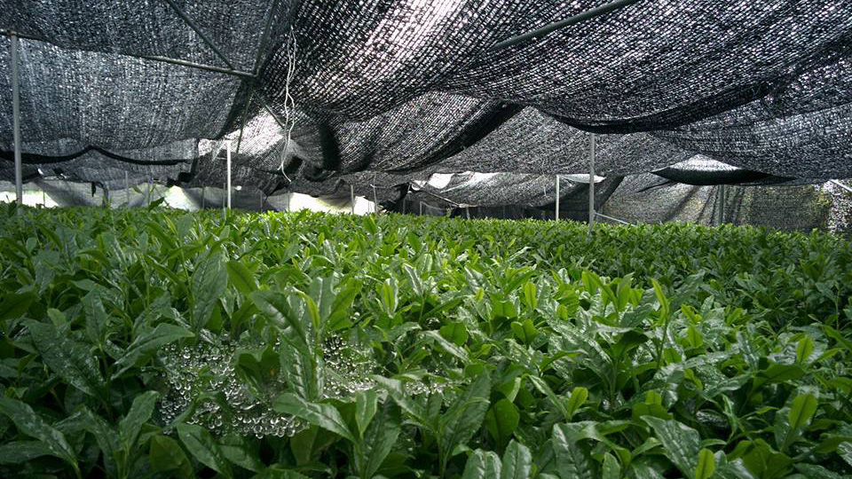 Kanreisha, Matcha, Gyokuro Shading