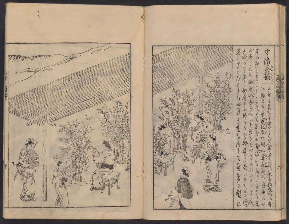 Shaded Tea Harvesting in Uji