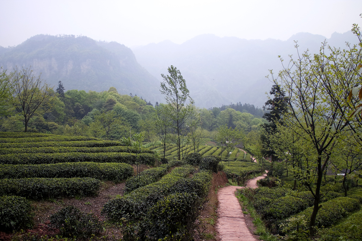 Emei Shan Tea Plantation