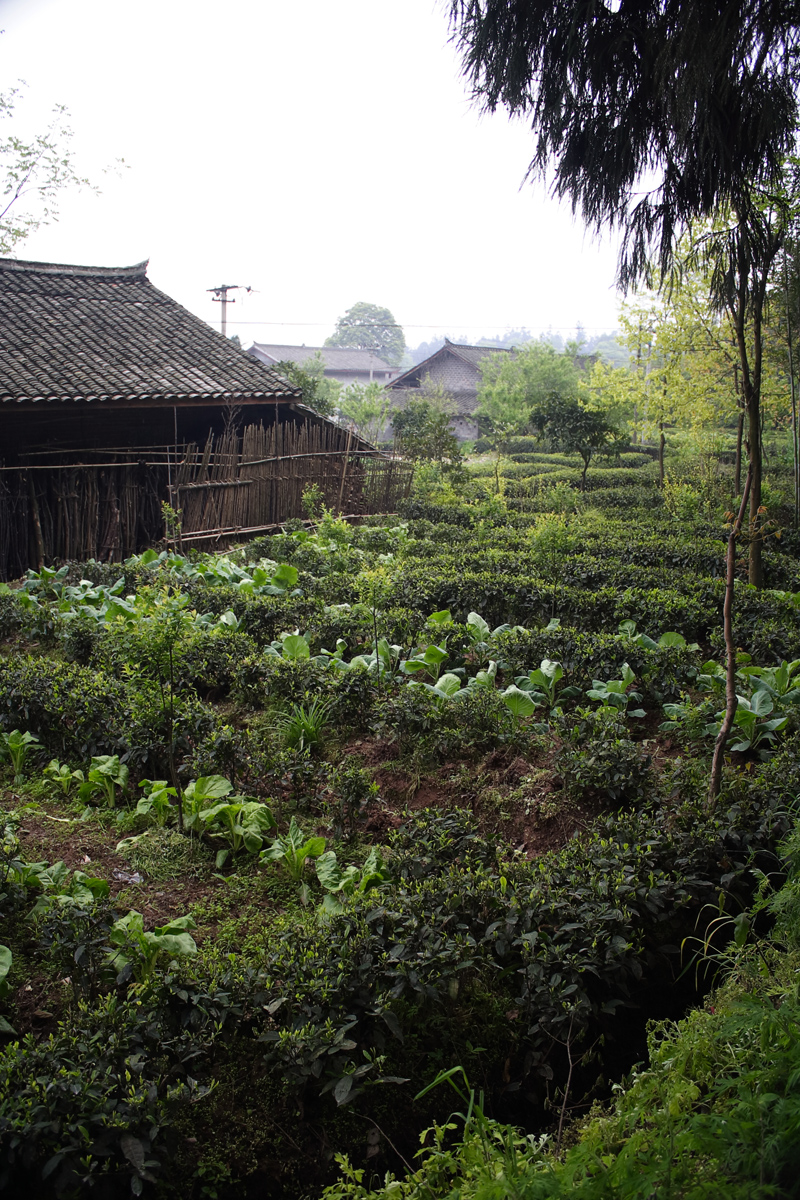 Emei Shan Tea Field Salad
