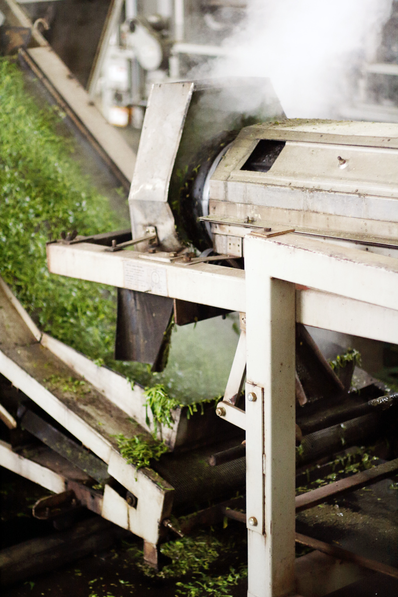 Meng Ding Shan Tea Processing Steaming