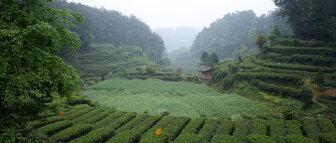 Journey to the birthplace of tea (part two)