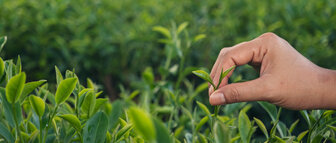 Kiwami (極) – The Pinnacle of Japanese Tea Excellence