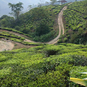 Darjeelings, our morning lift