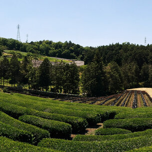 Growing in the Shade – Kabusecha, Gyokuro and Matcha