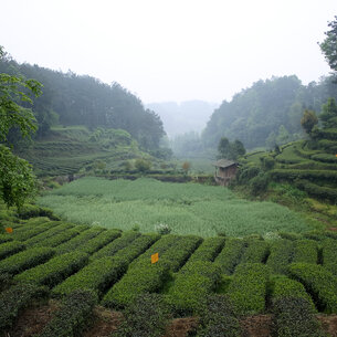 Journey to the birthplace of tea (part two)