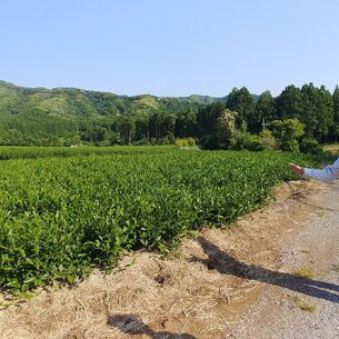 Mr Sakamoto: The Story Behind Your Cup of Tea