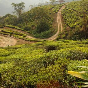 Tea Gems from Darjeeling