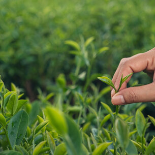 Kiwami (極) – The Pinnacle of Japanese Tea Excellence