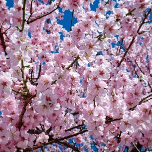 Sakura – When Japan Pauses for a Moment
