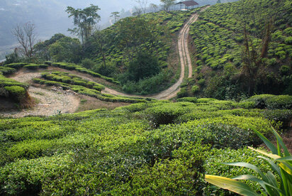 Darjeelings, our morning lift