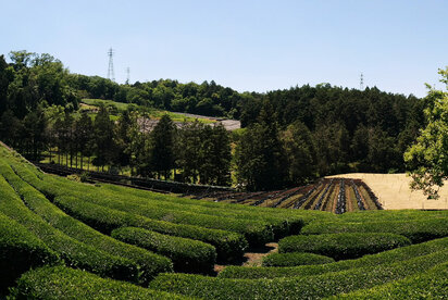 Growing in the Shade – Kabusecha, Gyokuro and Matcha