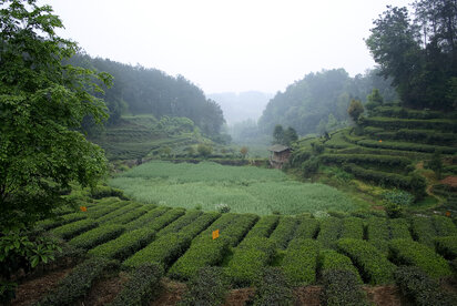 Journey to the birthplace of tea (part two)
