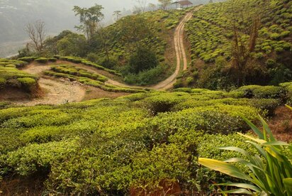 Tea Gems from Darjeeling