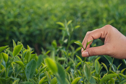 Kiwami (極) – The Pinnacle of Japanese Tea Excellence