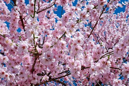 Sakura – When Japan Pauses for a Moment