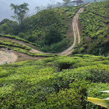 Darjeelings, our morning lift