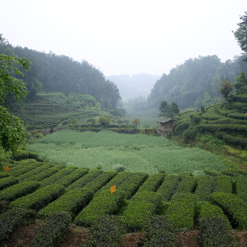 Journey to the birthplace of tea (part two)