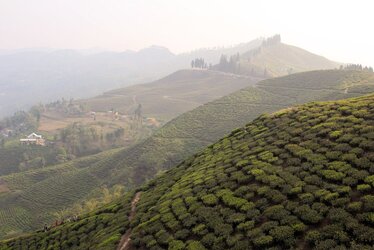 Fresh Teas from Nepal
