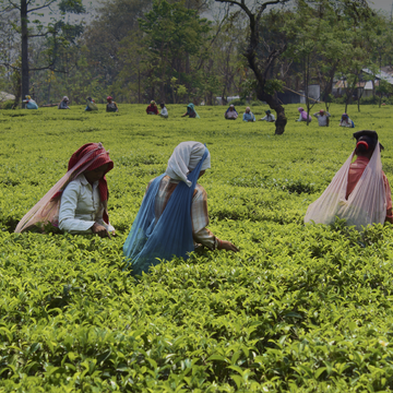 Darjeeling Rohini Jethi Kupi